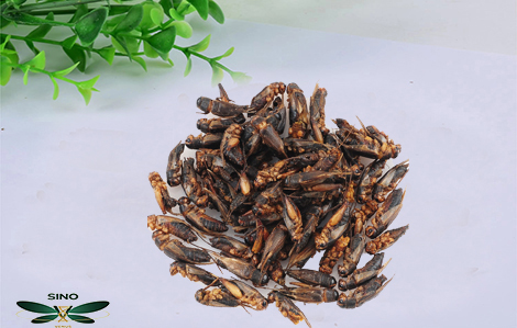 Sustainable Gardening Practices embracing methods blog