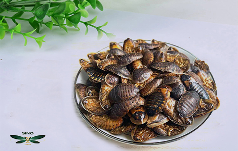 Sustainable Gardening Practices embracing methods blog