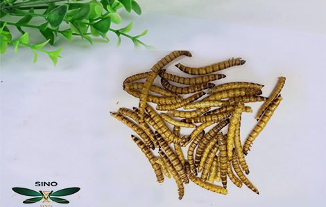 Sustainable Gardening Practices embracing methods blog