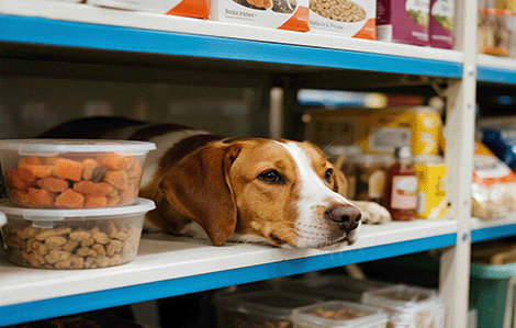 Sustainable Gardening Practices embracing methods blog