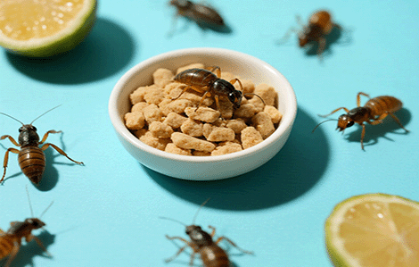 Sustainable Gardening Practices embracing methods blog