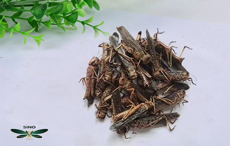 Sustainable Gardening Practices embracing methods blog